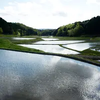 美しい田んぼの風景の写真・動画_image_3894