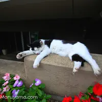 谷中ぎんざ（谷中銀座商店街）の写真・動画_image_3903