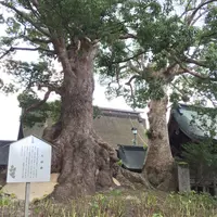 太宰府天満宮の写真・動画_image_39213