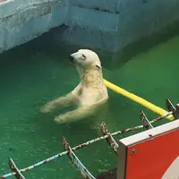 天王寺動物園の写真・動画_image_39761