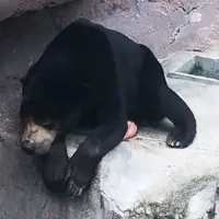 天王寺動物園の写真・動画_image_39762