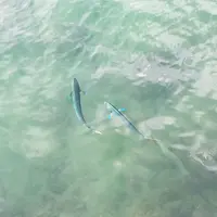 自衛隊堤防の写真・動画_image_40002