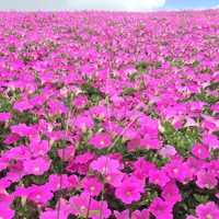 マザー牧場の写真・動画_image_40019