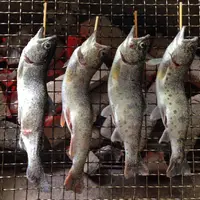 ソマリアンの写真・動画_image_40829