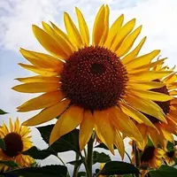 山中湖花の都公園の写真・動画_image_40934