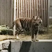天王寺動物園の写真・動画_image_40952