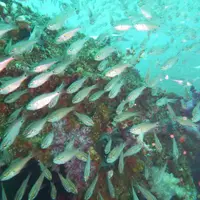 初島ダイビングセンターの写真・動画_image_4129