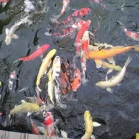 ならのさこ温泉の写真・動画_image_41643