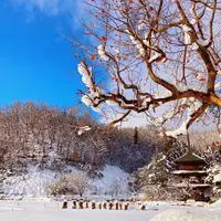 まほろば古の里歴史公園の写真・動画_image_417723