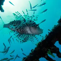 初島ダイビングセンターの写真・動画_image_4243