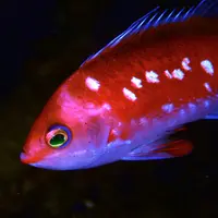 ダイビングサービス熱海の写真・動画_image_4244