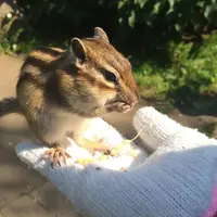 オホーツクシマリス公園の写真・動画_image_42569