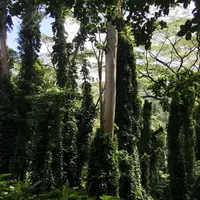 Manoa Fallsの写真・動画_image_42786