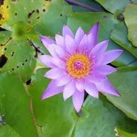 東南植物楽園の写真・動画_image_431465