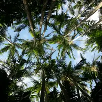 東南植物楽園の写真・動画_image_431466