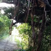 ハビャーン（カベール岬）の写真・動画_image_432591