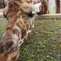 旭川市 旭山動物園の写真・動画_image_43290