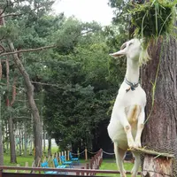 旭川市 旭山動物園の写真・動画_image_43291
