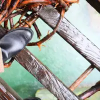 祖谷のかずら橋の写真・動画_image_437184