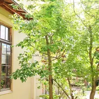 カフェゲバ （Cafe Gewa）の写真・動画_image_438599
