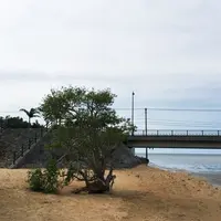 ヒルギ群落の写真・動画_image_44209