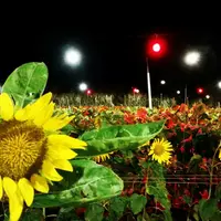 SunSet Farmの写真・動画_image_442583