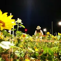 SunSet Farmの写真・動画_image_442585