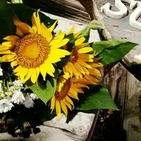 SunSet Farmの写真・動画_image_442587