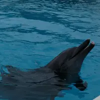 沖縄美ら海水族館の写真・動画_image_4426