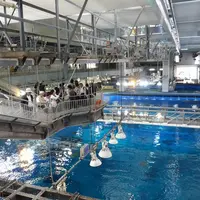 沖縄美ら海水族館の写真・動画_image_4427