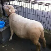 桐生が岡動物園の写真・動画_image_44720