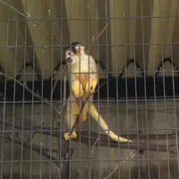 桐生が岡動物園の写真・動画_image_44722