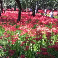 巾着田の写真・動画_image_45765