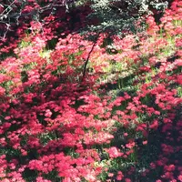 巾着田の写真・動画_image_45813