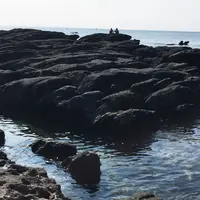 天神島臨海自然教育園の写真・動画_image_46135