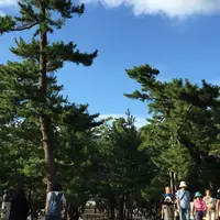 出雲大社の写真・動画_image_46379