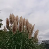 小石川植物園の写真・動画_image_464418
