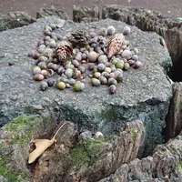 小石川植物園の写真・動画_image_464432