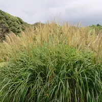 小石川植物園の写真・動画_image_464433