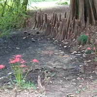 小石川植物園の写真・動画_image_464434