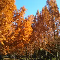 神戸市立森林植物園の写真・動画_image_487867