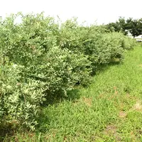 美里町の写真・動画_image_4881