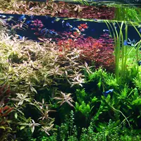 アトア（átoa）の写真・動画_image_488496