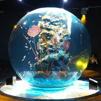 アトア（átoa）の写真・動画_image_488498