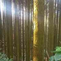 常隆寺の写真・動画_image_49183
