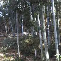 徳川家康の伊賀越え 伝家康ひそみの藪の写真・動画_image_493121