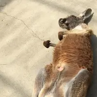神戸どうぶつ王国の写真・動画_image_49459
