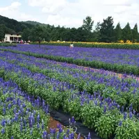 世羅高原農場の写真・動画_image_49472
