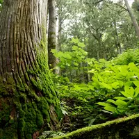 榛名神社の写真・動画_image_5040