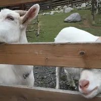 レイクウッドリゾートの写真・動画_image_50630
